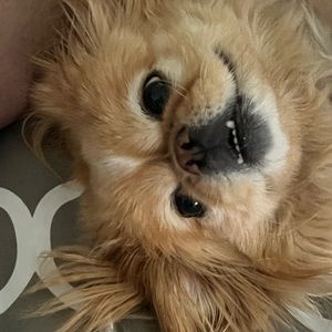 Meet your Posher, Thea